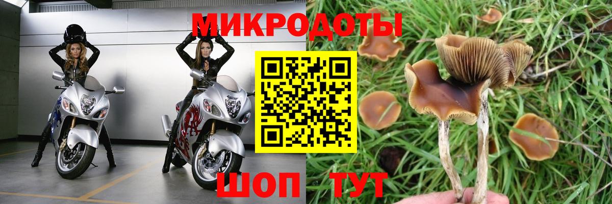 Галлюциногенные грибы Psilocybe Похвистнево